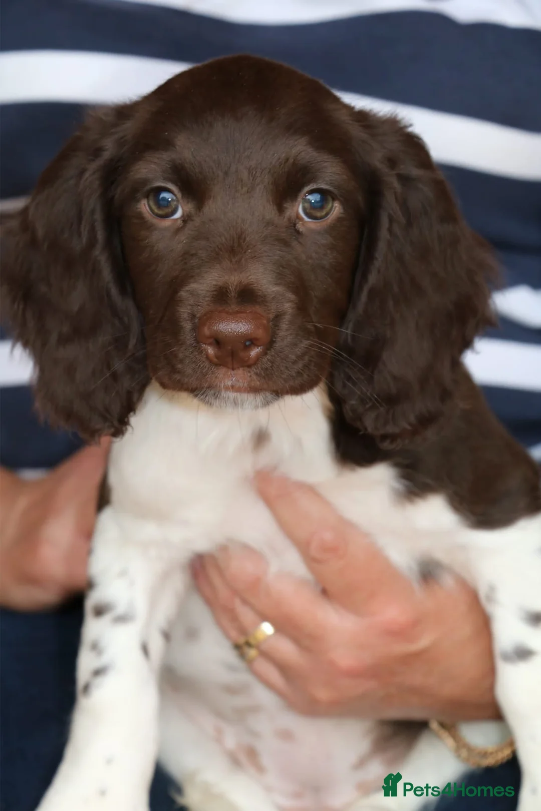 English Springer Spaniel dogs for stud: KC Reg, Health Tested, Liver & White ESS for Stud in Dereham - Advert 9