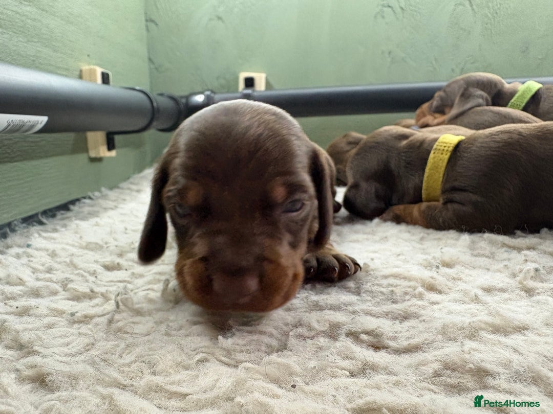 Miniature Dachshund dogs for sale: Miniature dachshund puppies  - Image 21