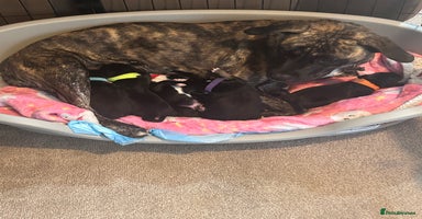 Mixed Breed dogs Staff x cocker spaniel - Advert 6