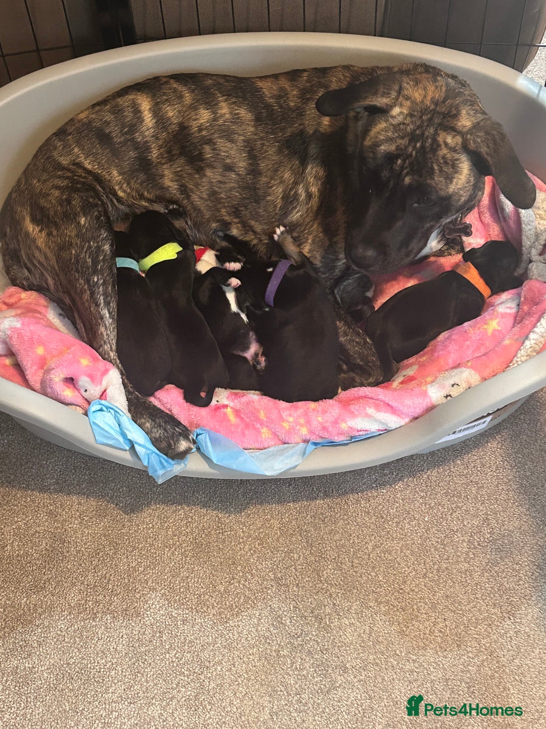 Mixed Breed dogs for sale: Staff x cocker spaniel - Image 2