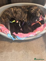 Mixed Breed dogs Staff x cocker spaniel - Advert 6