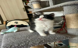 Mixed Breed cats for sale: 4 Beautiful Fluffy Kittens 3males & 1female 😻 - Image 8