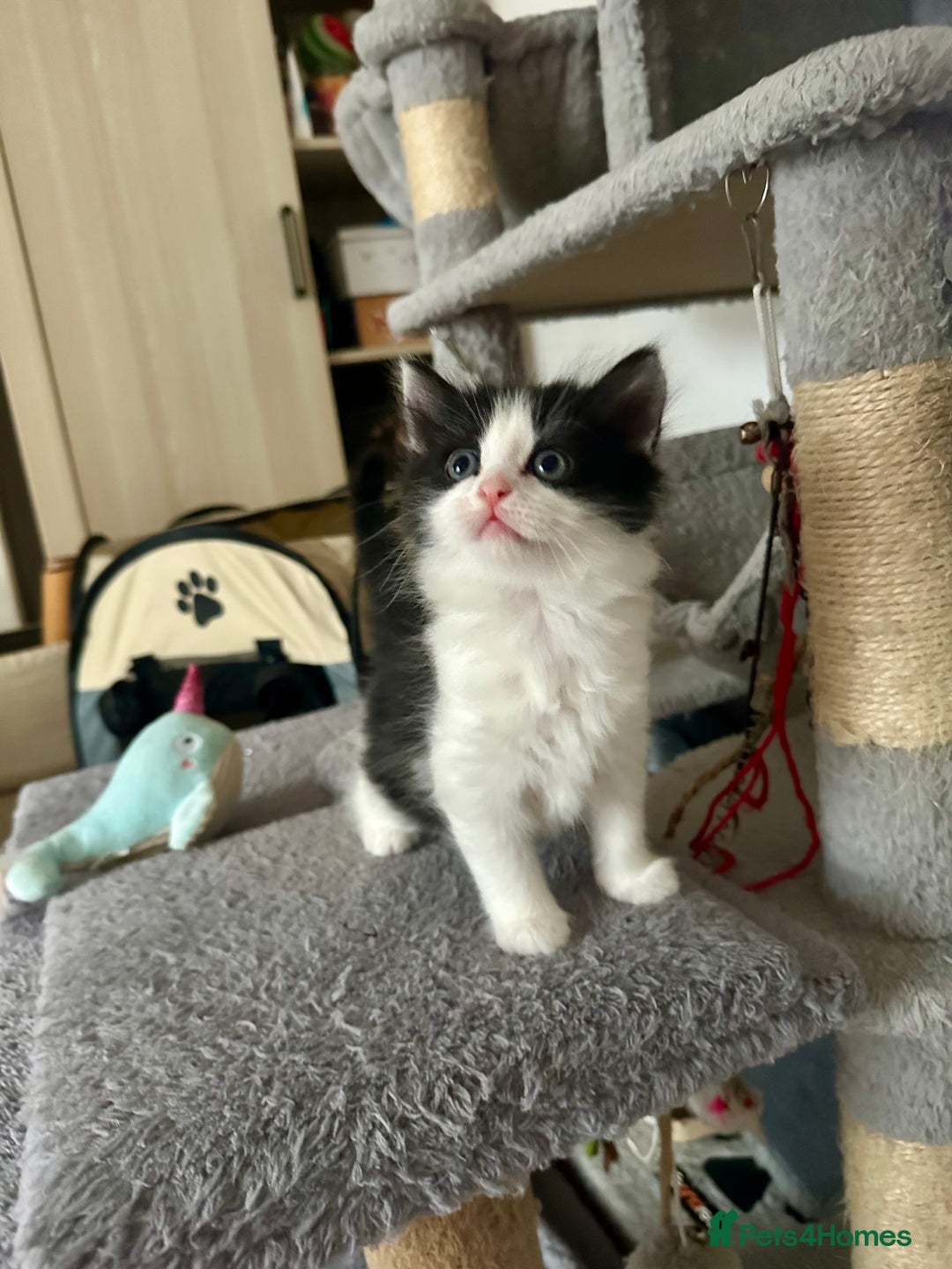 Mixed Breed cats for sale: 4 Beautiful Fluffy Kittens 3males & 1female 😻 - Image 8