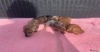 Miniature Dachshund dogs - Advert 13