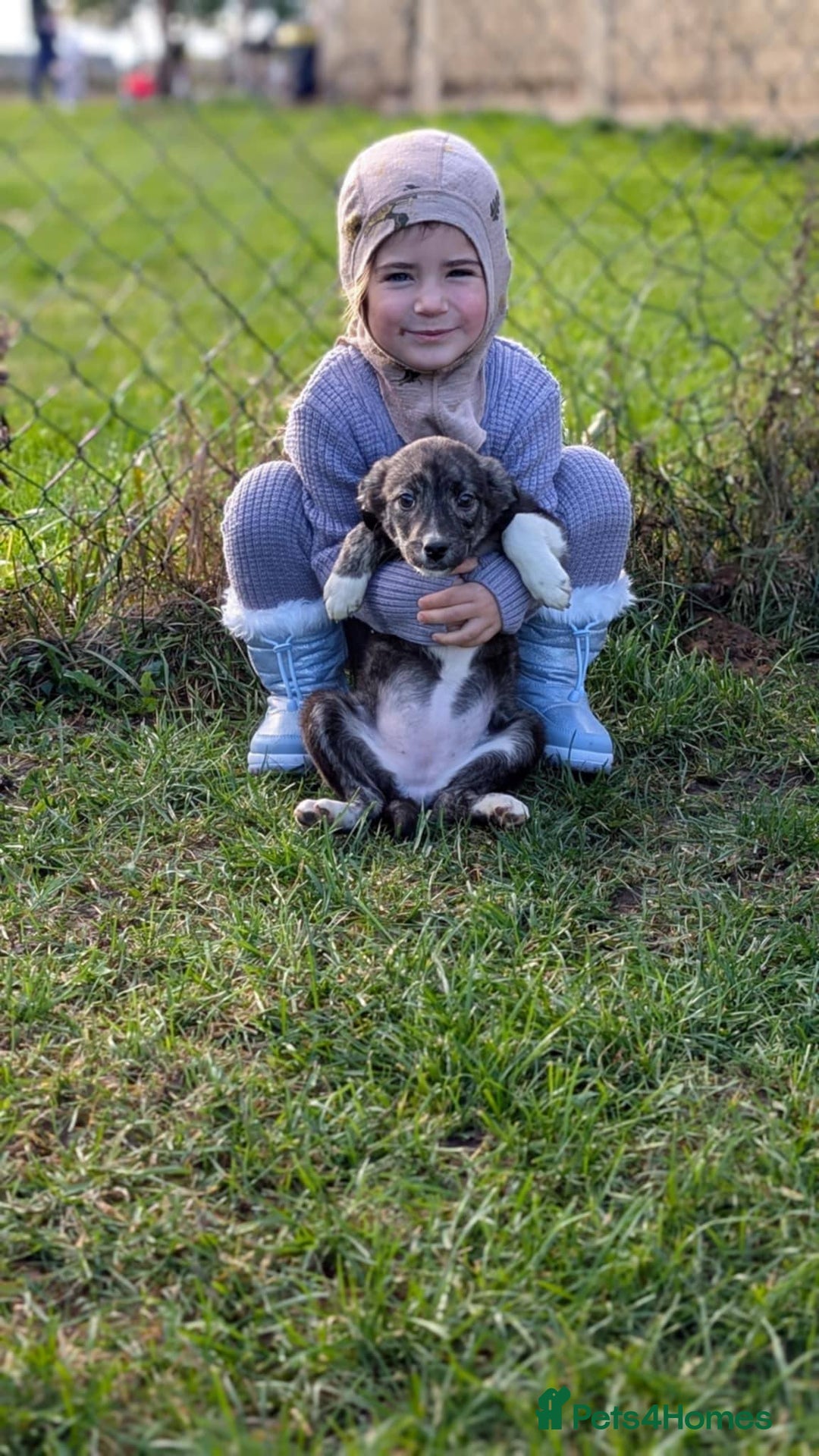 Mixed Breed dogs for adoption: Little Lolly is looking for her family!  - Advert 1