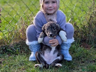 Mixed Breed dogs Little Lolly is looking for her family! - Advert 1