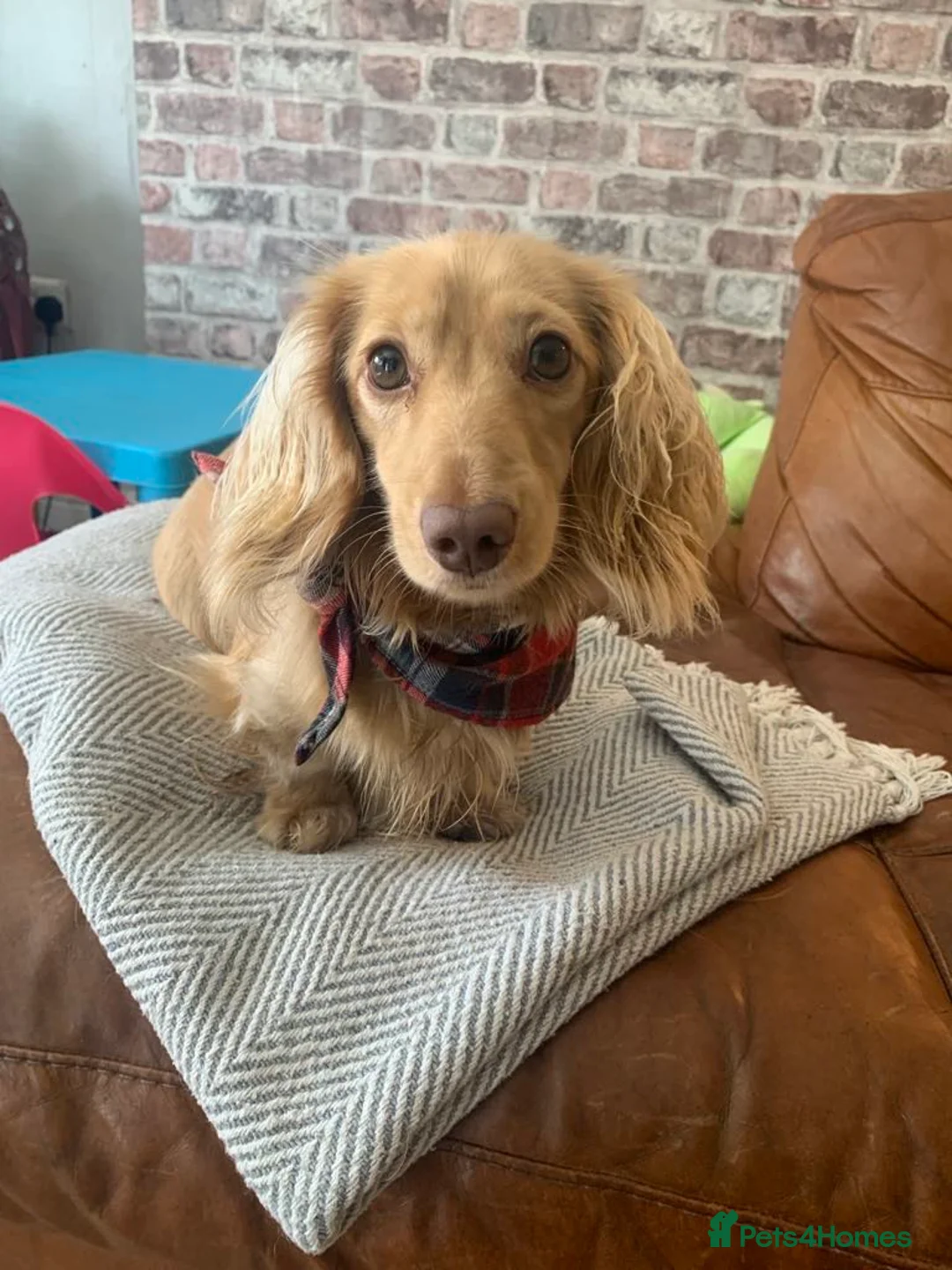 Miniature Dachshund dogs for stud: Cream long haired kc dachshund  in Sandbach - Advert 3