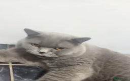 British Shorthair cats for sale: British shorthair male  - Advert 2