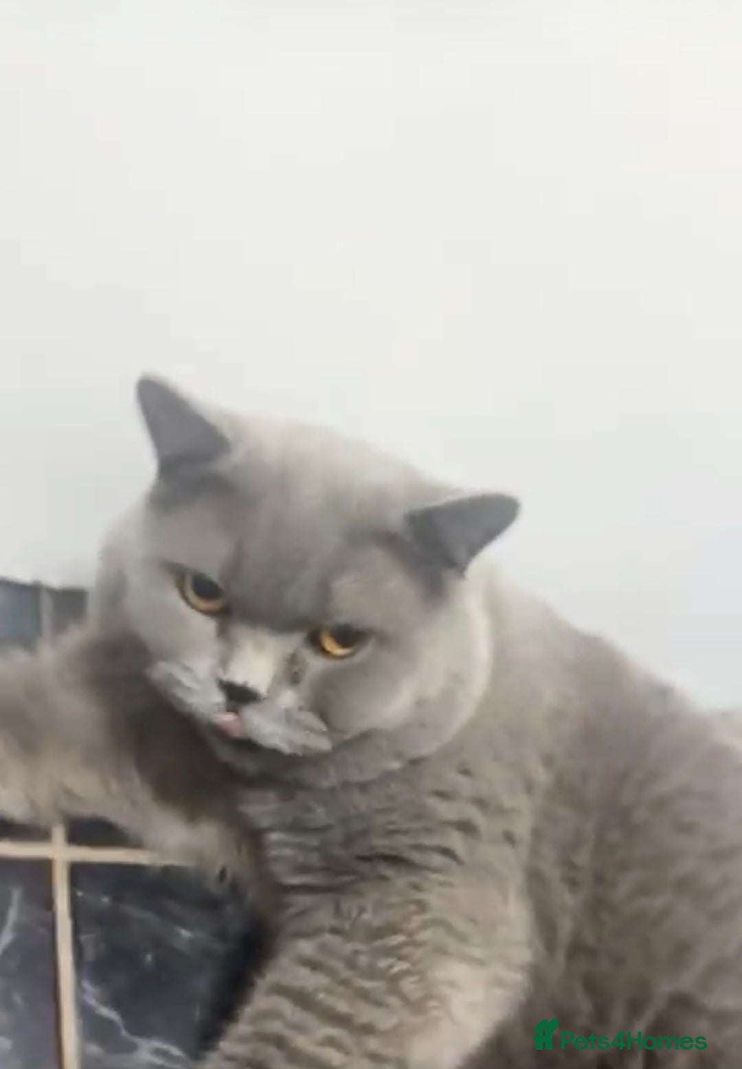 British Shorthair cats for sale: British shorthair male  - Advert 2