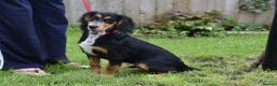 Cocker Spaniel dogs for sale: 5 Months Old Male Working Cocker KC Reg - Advert 8