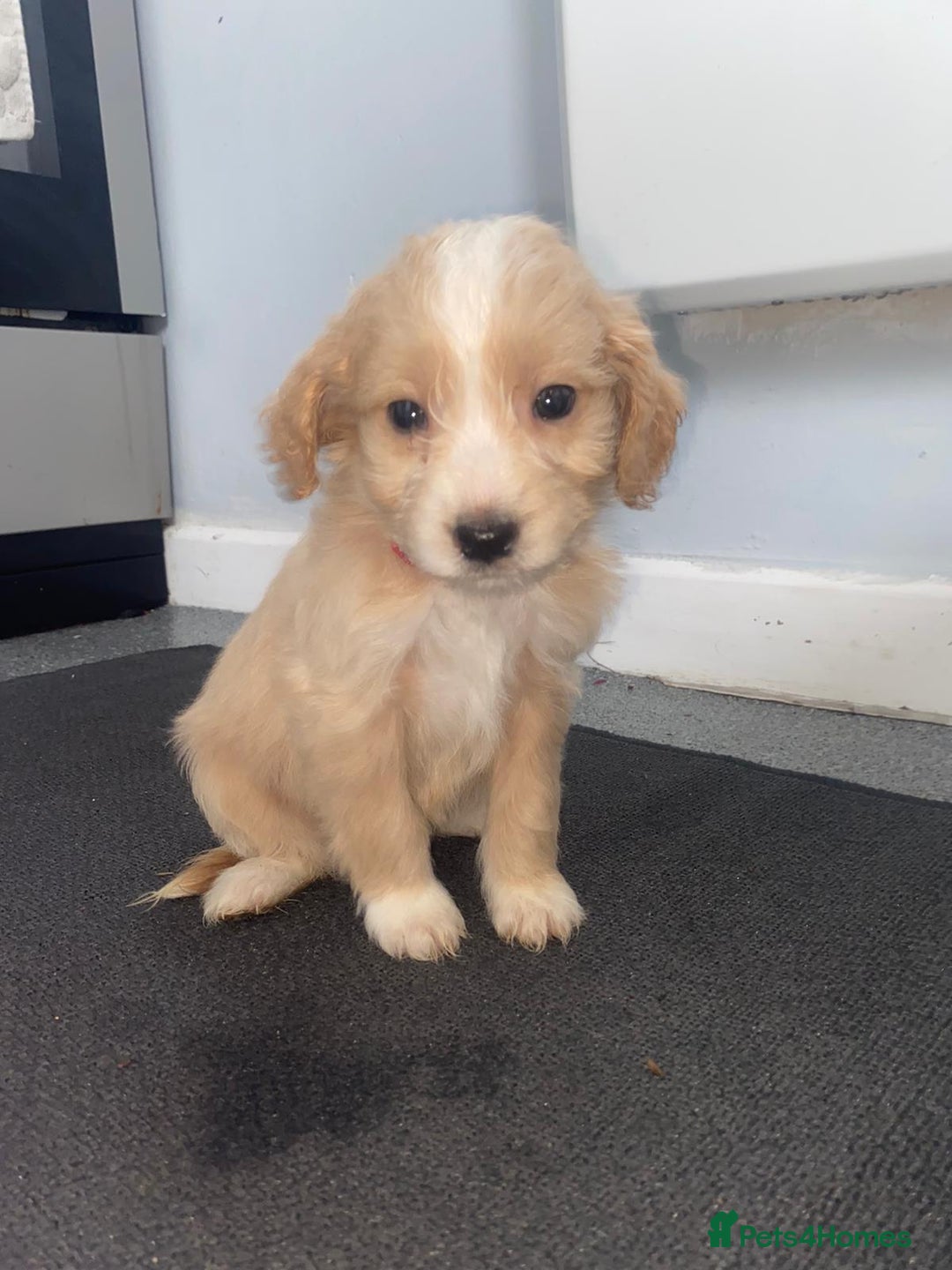 Cockapoo dogs for sale: Cockerpoo for sale  - Advert 5