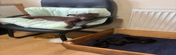 Patterdale Terrier dogs for sale: Patterdale Puppies - 5 Beautiful Bitches - Advert 33