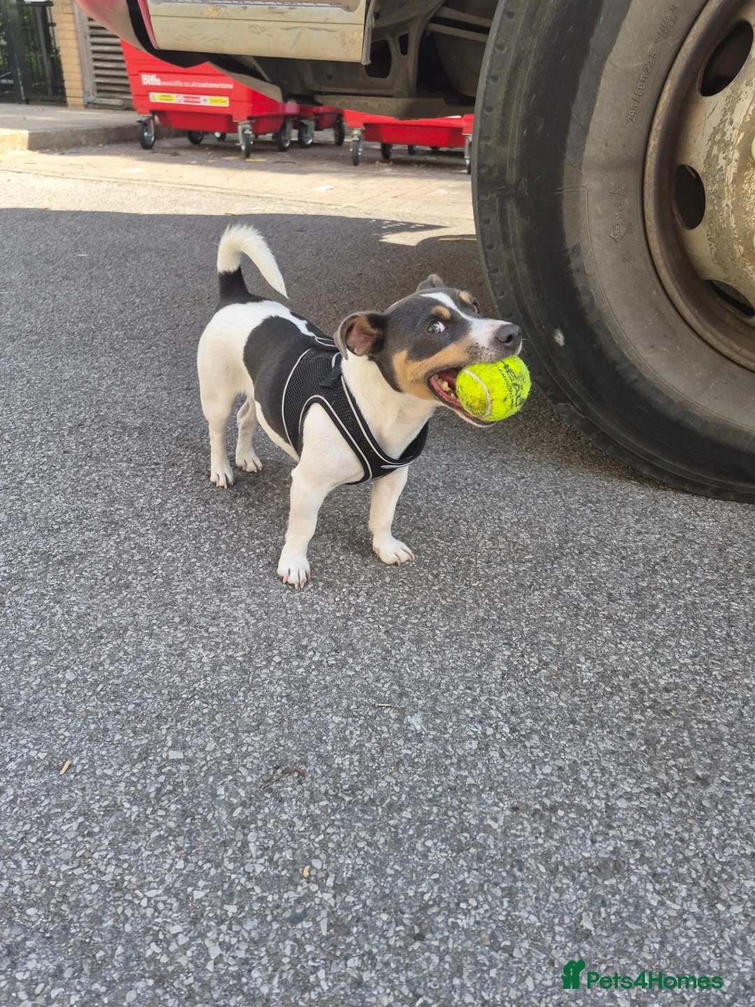 Jack Russell dogs for sale: Pure Jack russell puppies  in York - Advert 31
