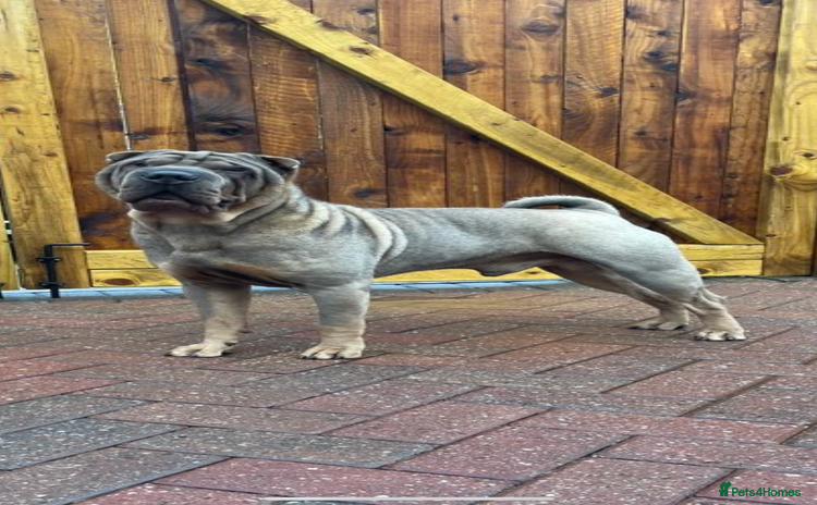 Shar Pei dogs - Advert 2