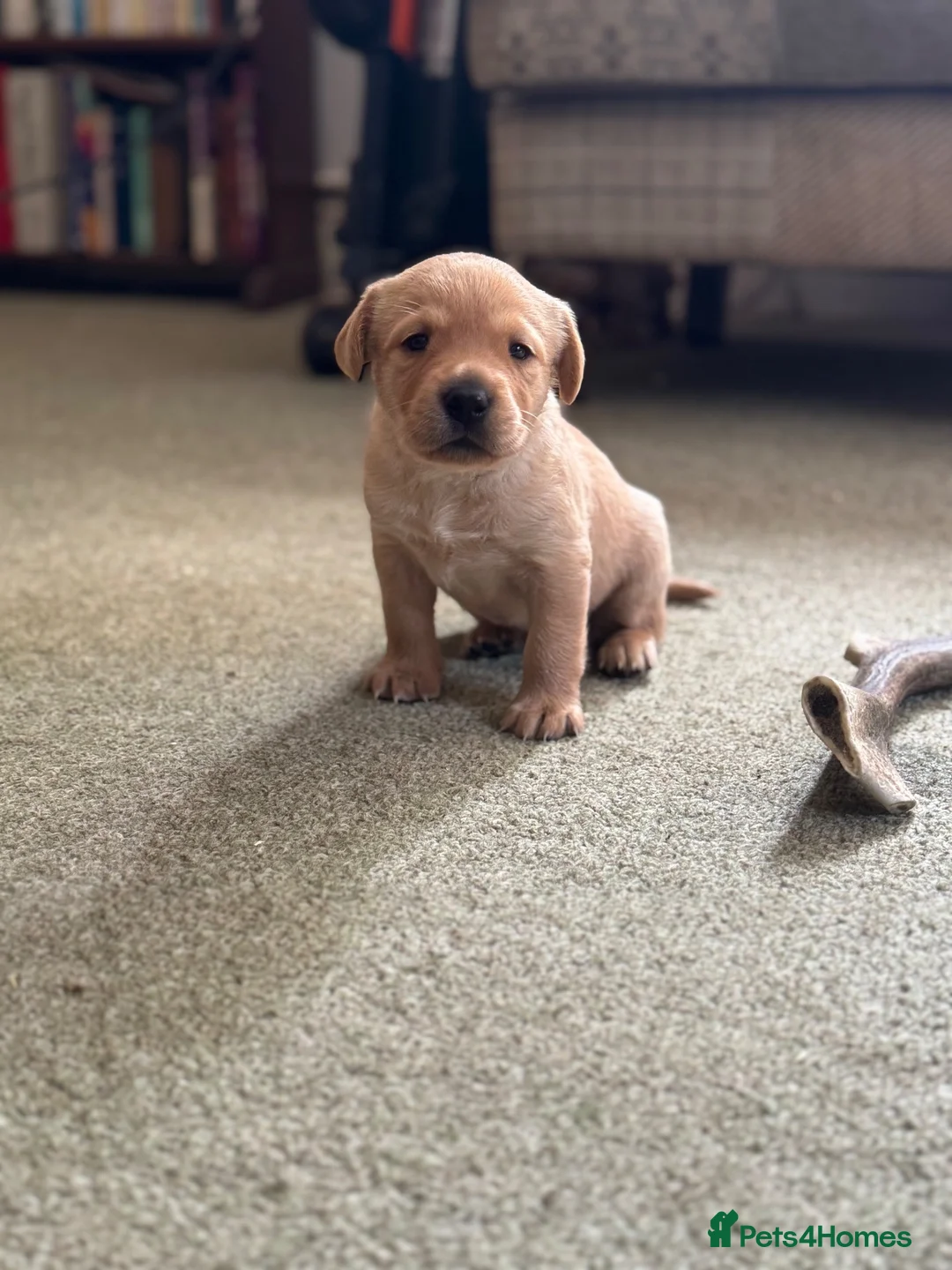 Labrador Retriever dogs for sale: Outstanding litter KC registered Labrador puppies - Advert 11