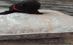 Jackapoo dogs for sale: Beautiful Jackapoos puppies - Advert 7