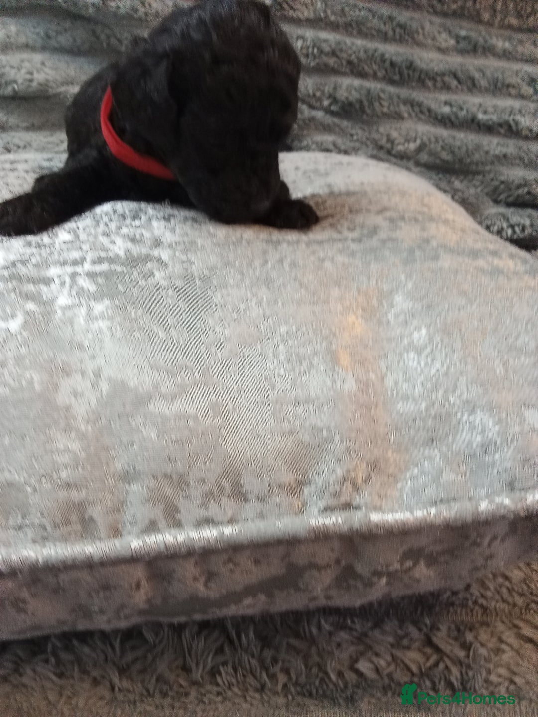 Jackapoo dogs for sale: Beautiful Jackapoos puppies - Advert 7