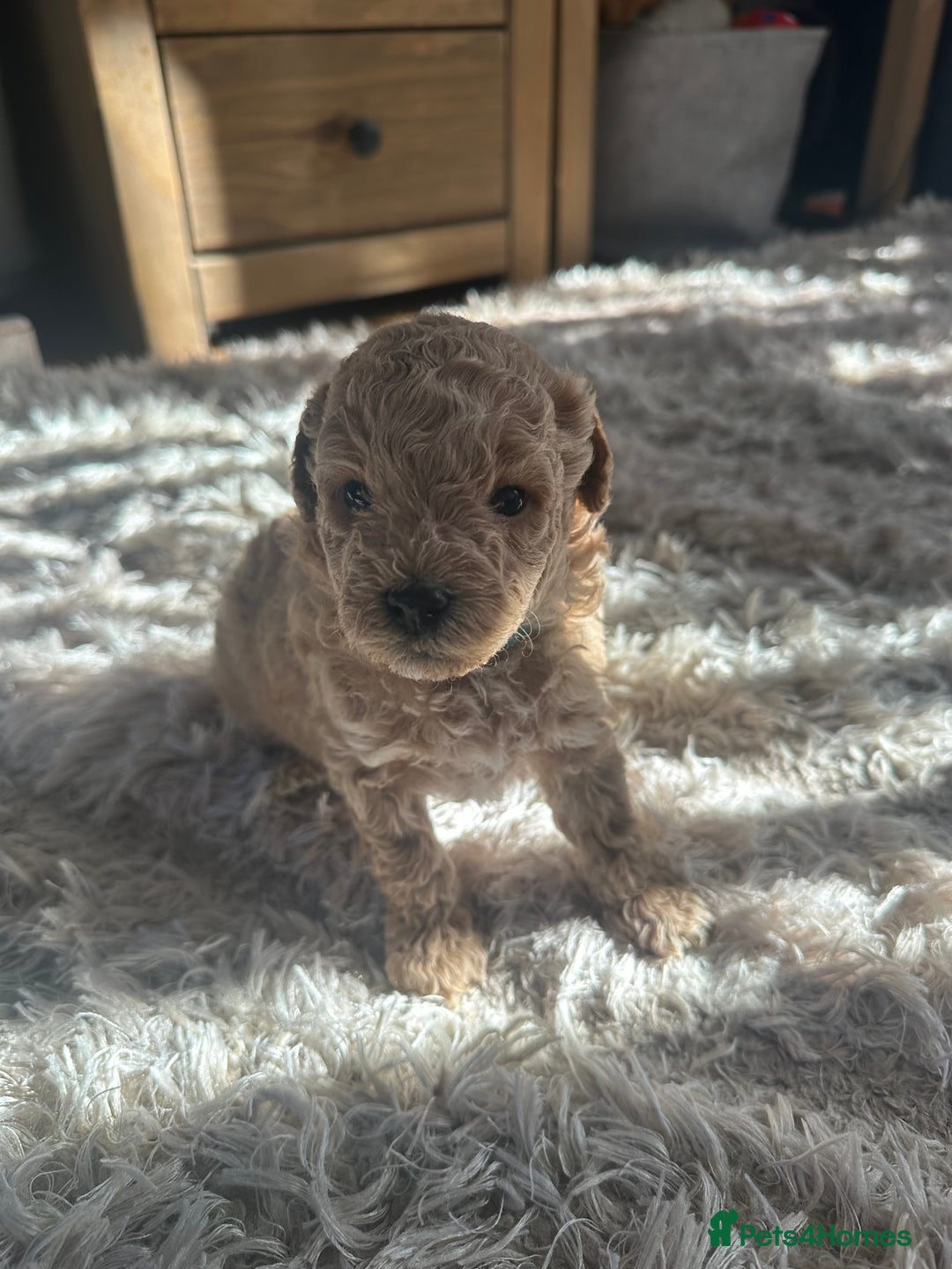 Cavapoochon dogs for sale: 3 beautiful cavapoochon puppies  - Image 8