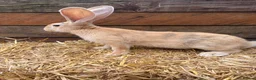 Continental Giant rabbits for sale: Continental Giant Rabbit babies available  - Advert 7