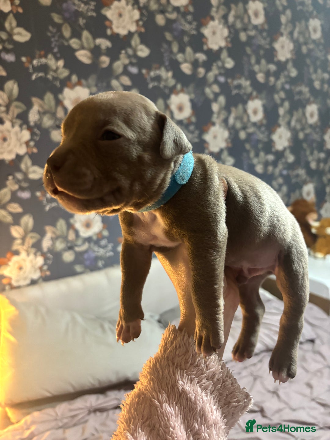 American Bully dogs for sale: Pocket Bully Puppies - Advert 5