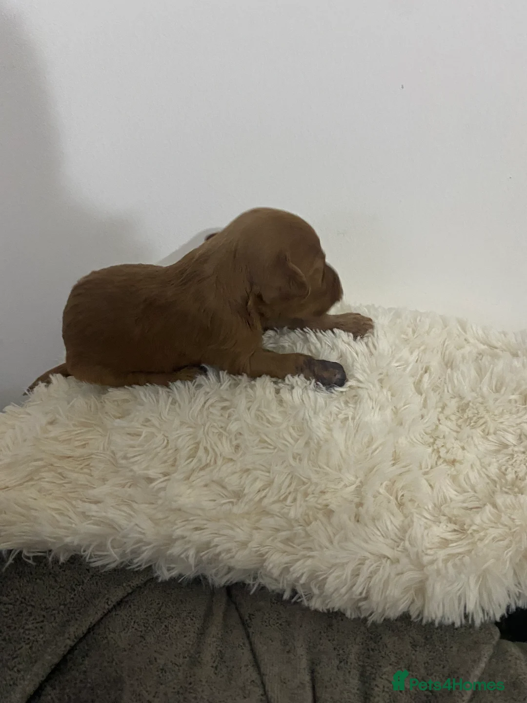 Cockapoo dogs for sale: Toy Poodle Cross Puppies, Mum & Dad Seen, London - Advert 17