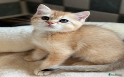 British Shorthair cats for sale: GCCF reg British Shorthair Chocolate Gold Kittens  in London - Image 26