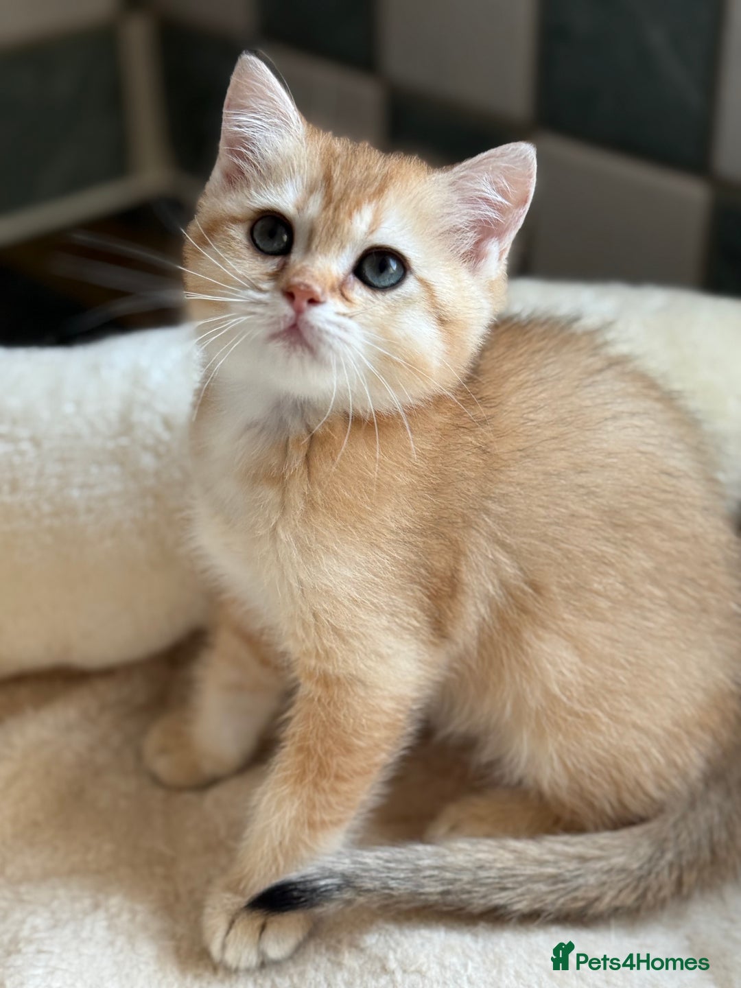 British Shorthair cats for sale: GCCF reg British Shorthair Chocolate Gold Kittens  in London - Image 26
