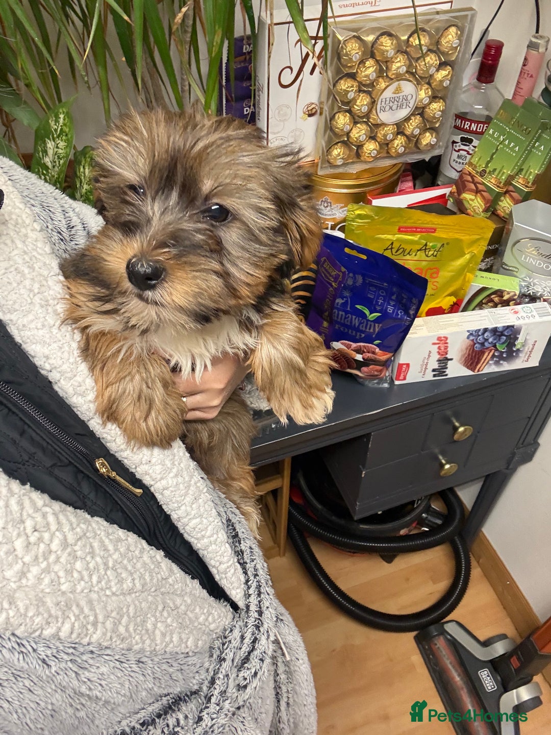 Yorkshire Terrier dogs for sale: Yorkshire Terrier  - Advert 31