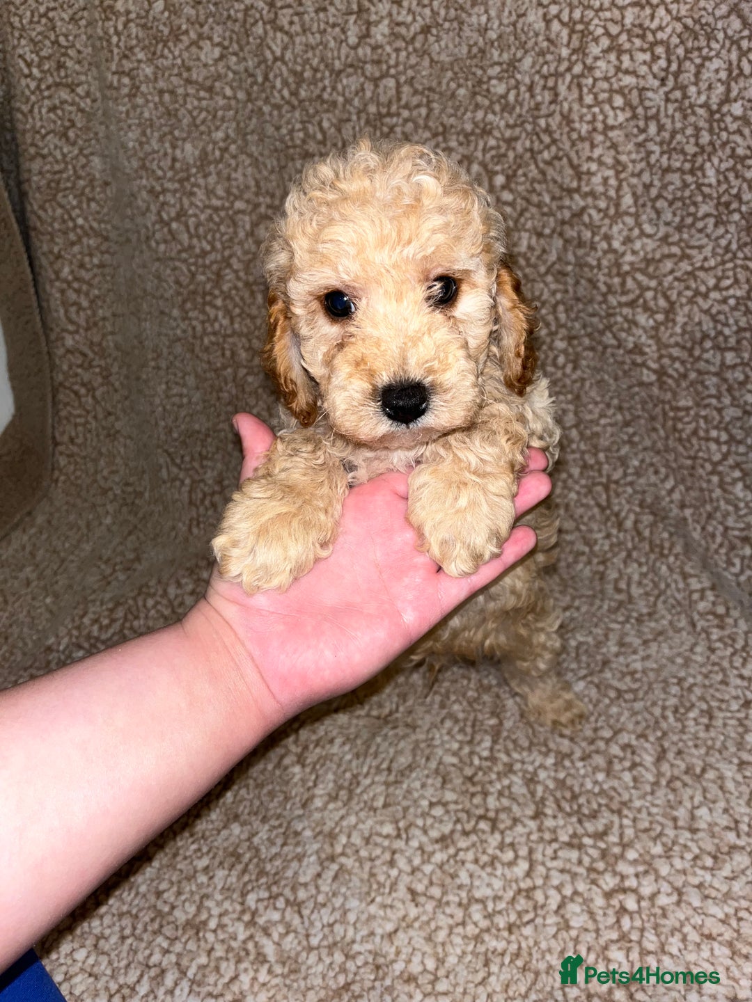 Cavapoochon dogs for sale: Beautiful cavapoochon baby’s  - Advert 12