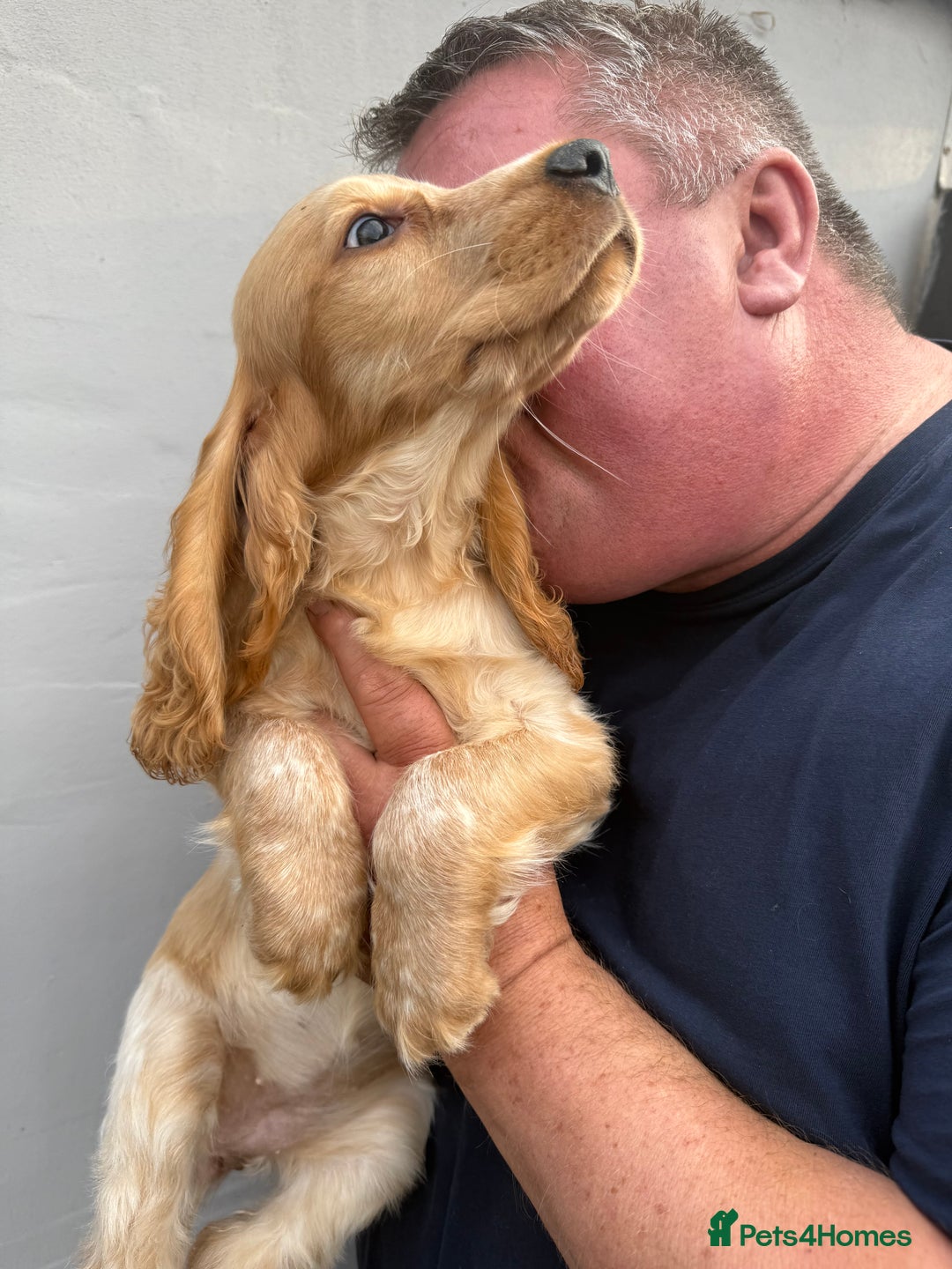 Cocker Spaniel dogs for sale: Fabulous Cocker Spaniel Pupies - Image 5