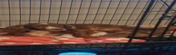 Cocker Spaniel dogs for sale: Stunning fox red working cockers - Advert 6
