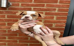 Olde English Bulldogge dogs for sale: OLDE ENGLISH BULLDOGGE PUPPIES in Epping - Image 24