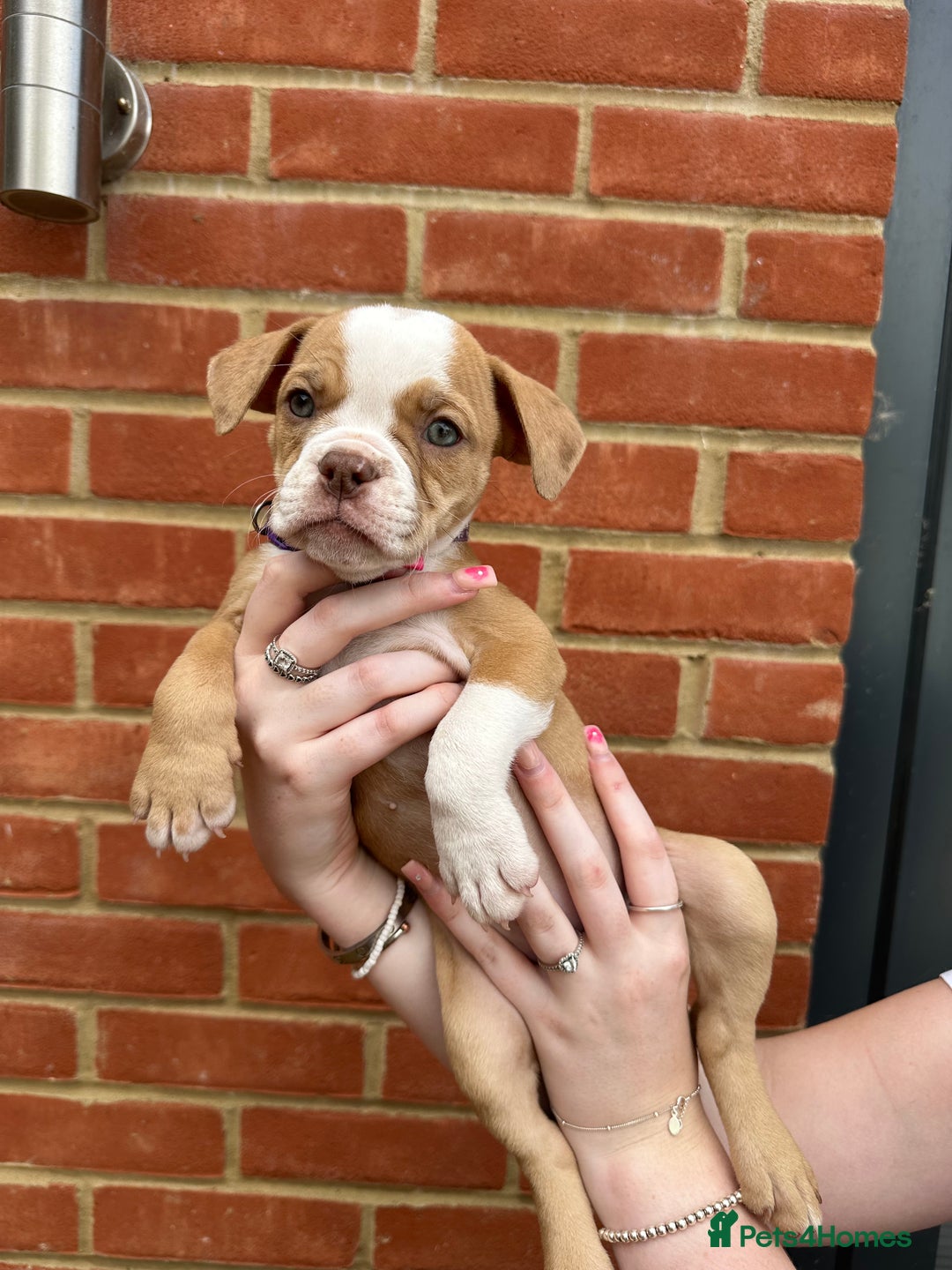 Olde English Bulldogge dogs for sale: OLDE ENGLISH BULLDOGGE PUPPIES in Epping - Image 24