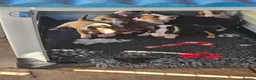 English Bull Terrier dogs for sale: English bullterrier pups for sale - Advert 5