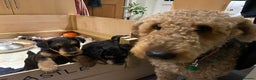 Airedale Terrier dogs for sale: Beautiful Airedale puppy for sale - Advert 4