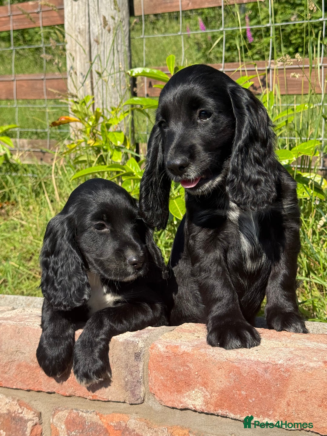 Cocker Spaniel dogs for sale: FULLY VACCINATED Black FEMALE cocker spaniel in Mold - Image 21