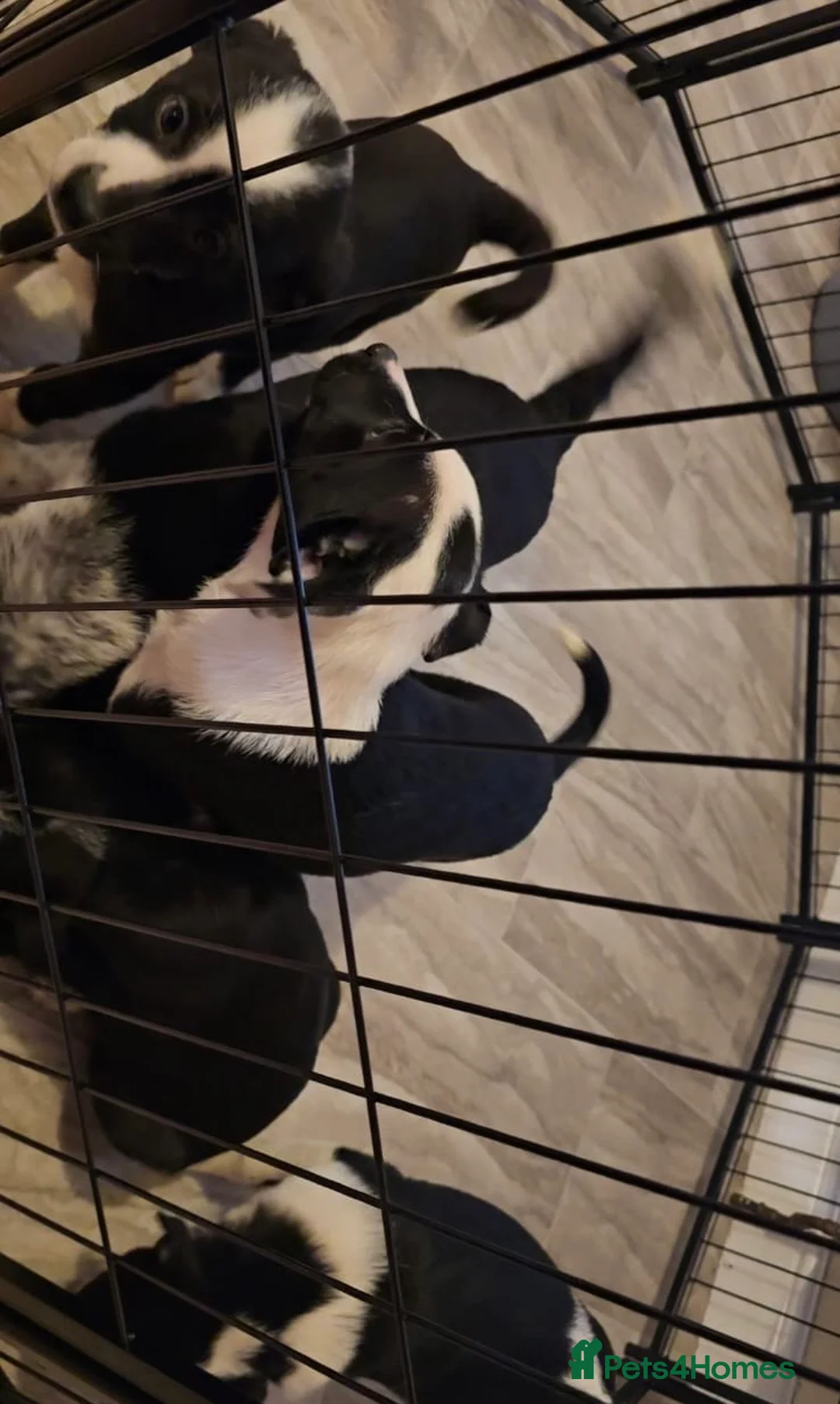 Border Collie dogs for sale: Border collie puppys - Advert 9