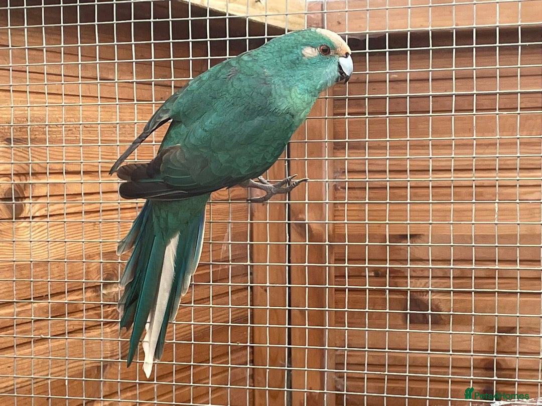 Parrots birds for sale: `Kakariki Pair of blues - Advert 7