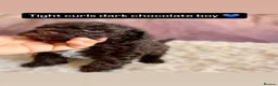Cavapoo dogs for stud:  Experienced Male Available for Stud Service  - Advert 9