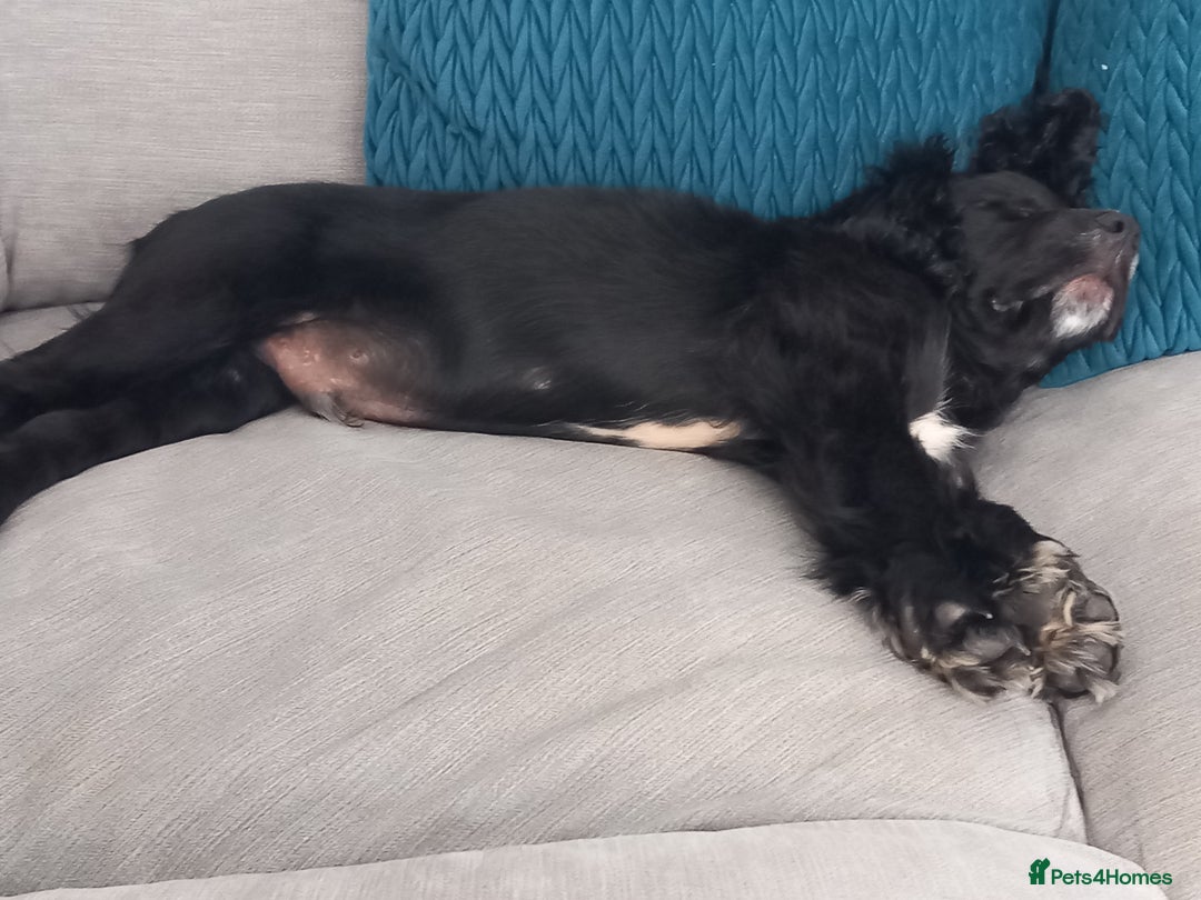 Cocker Spaniel dogs for sale: Rocco - Image 4