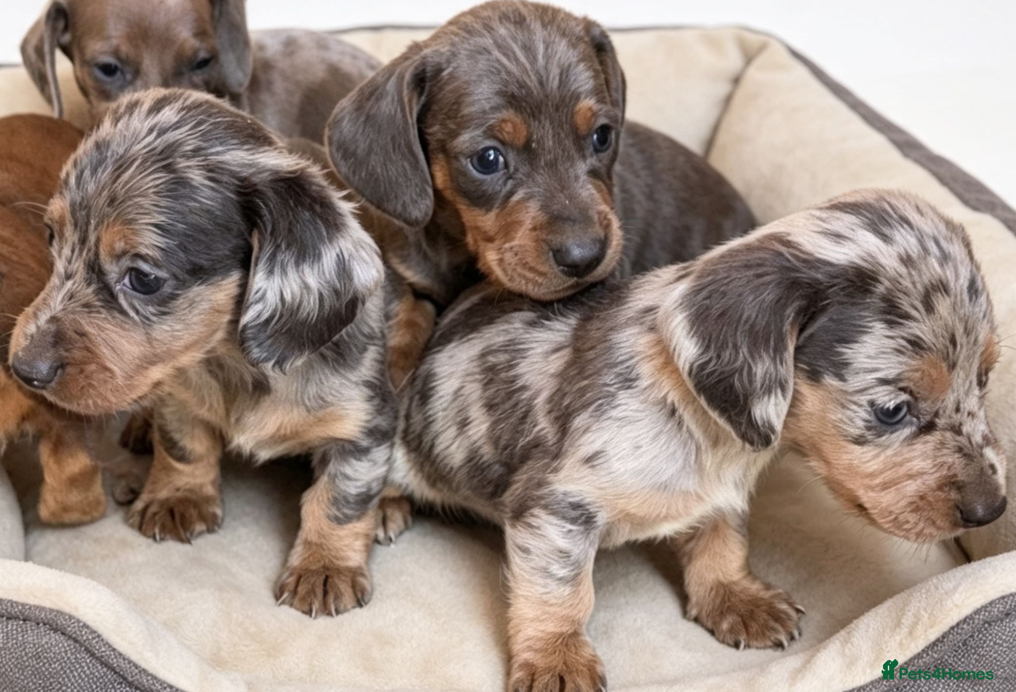 Dachshund dogs Healthy Dachshunds - Advert 12