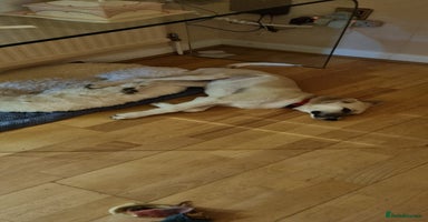 Mixed Breed dogs Dill the dog - Advert 9