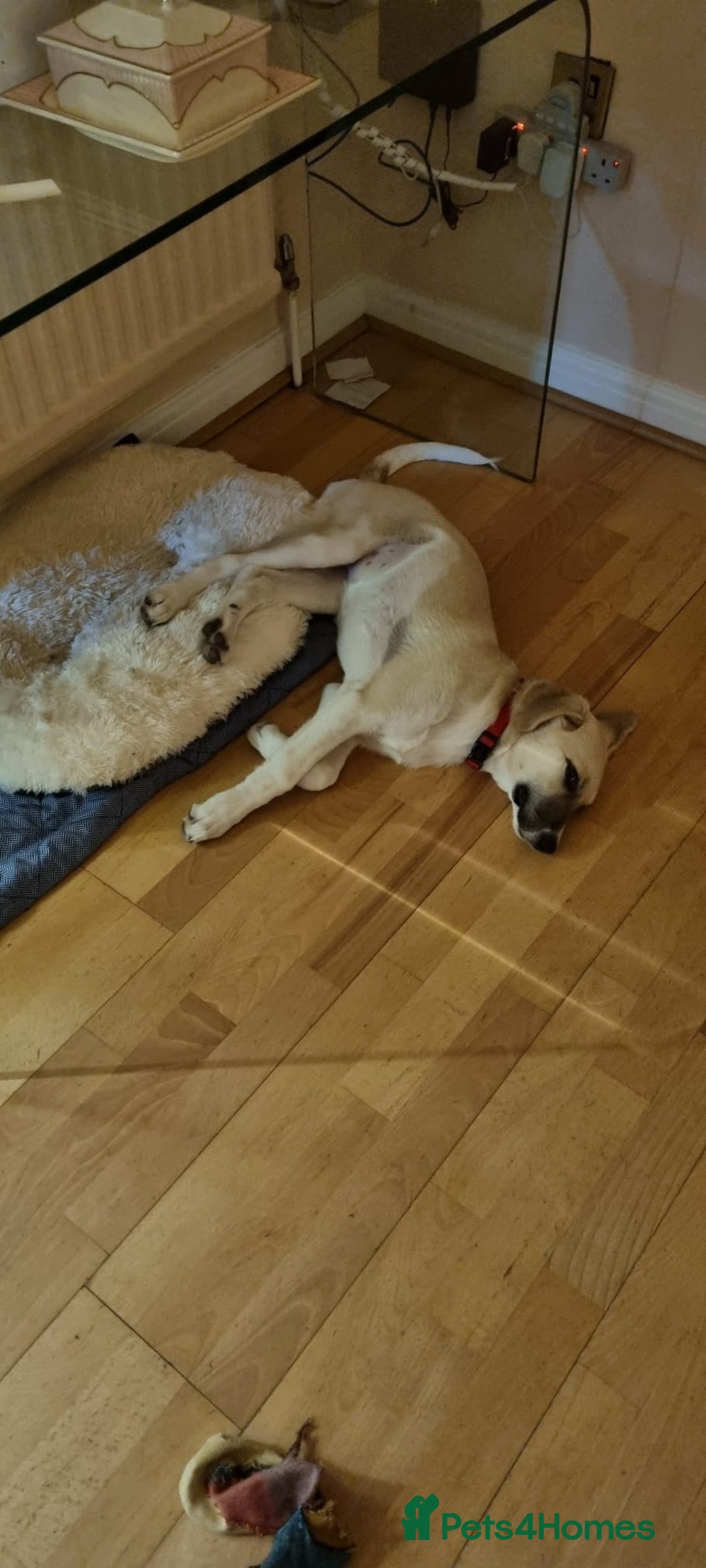 Mixed Breed dogs for adoption: Dill the dog - Advert 3