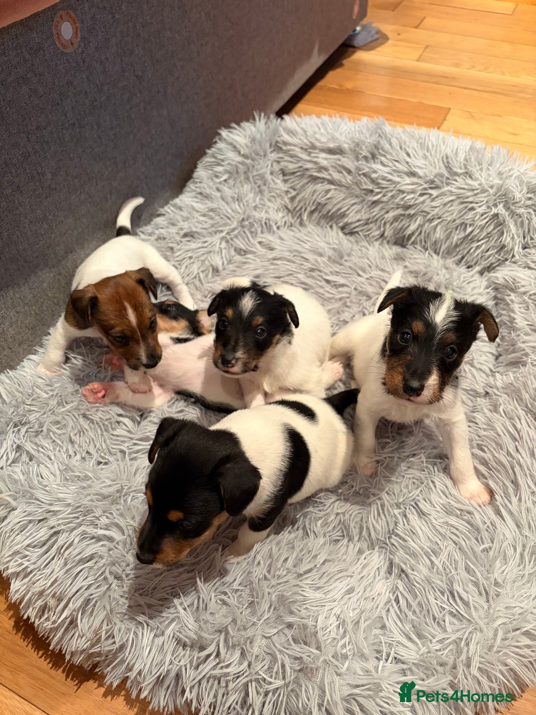 Mixed Breed dogs for sale: Jack Russell x Fox Terrier puppies - Advert 3