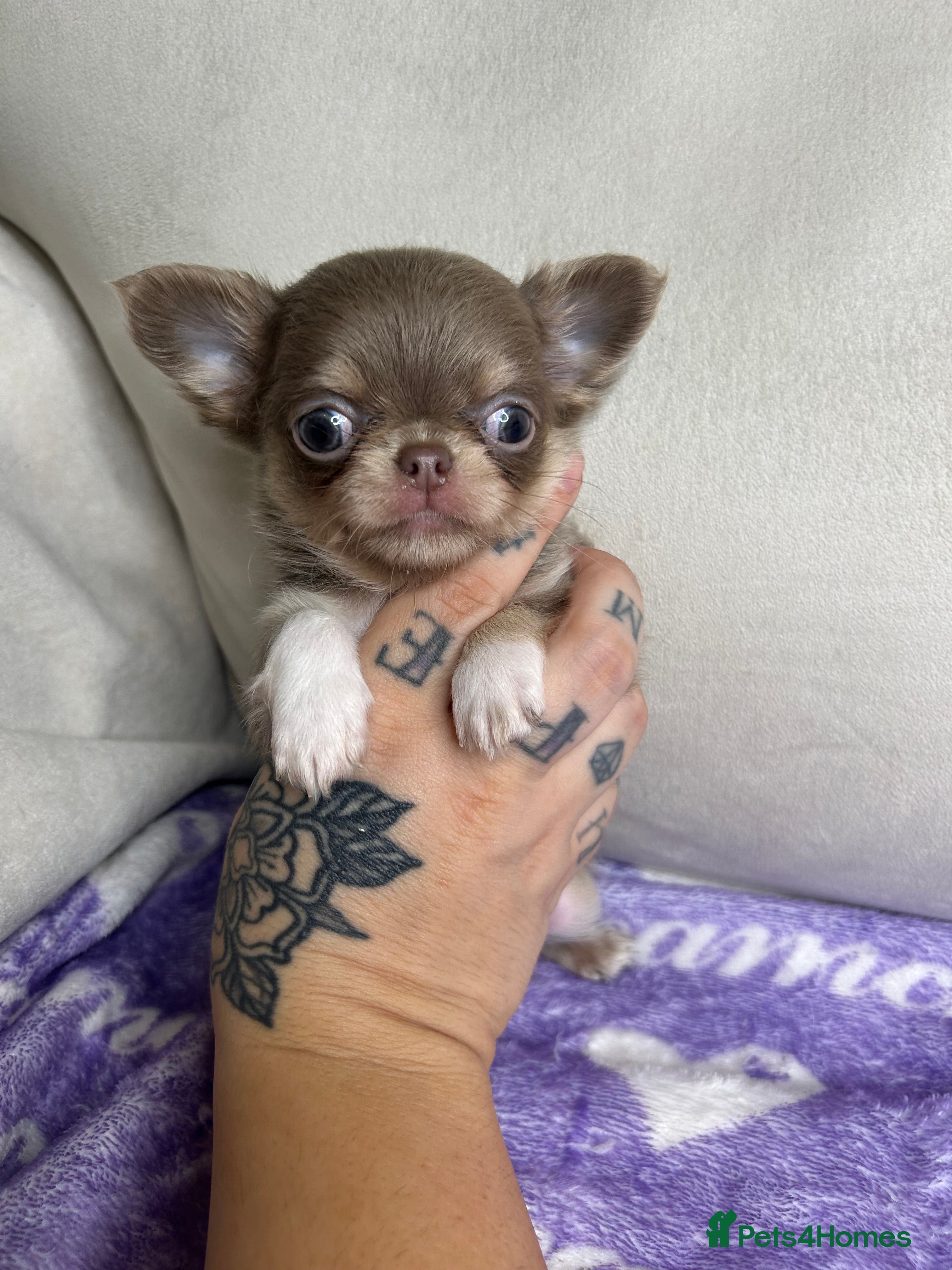 Chihuahua dogs Beautiful KC Lilac tri Chihuahua BOYS  - Advert 1