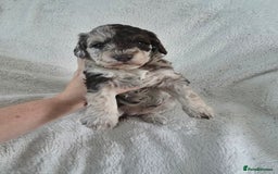 Schnoodle dogs for sale: 3 Stunning F2b Mearle Schnoodle Puppies - Image 10