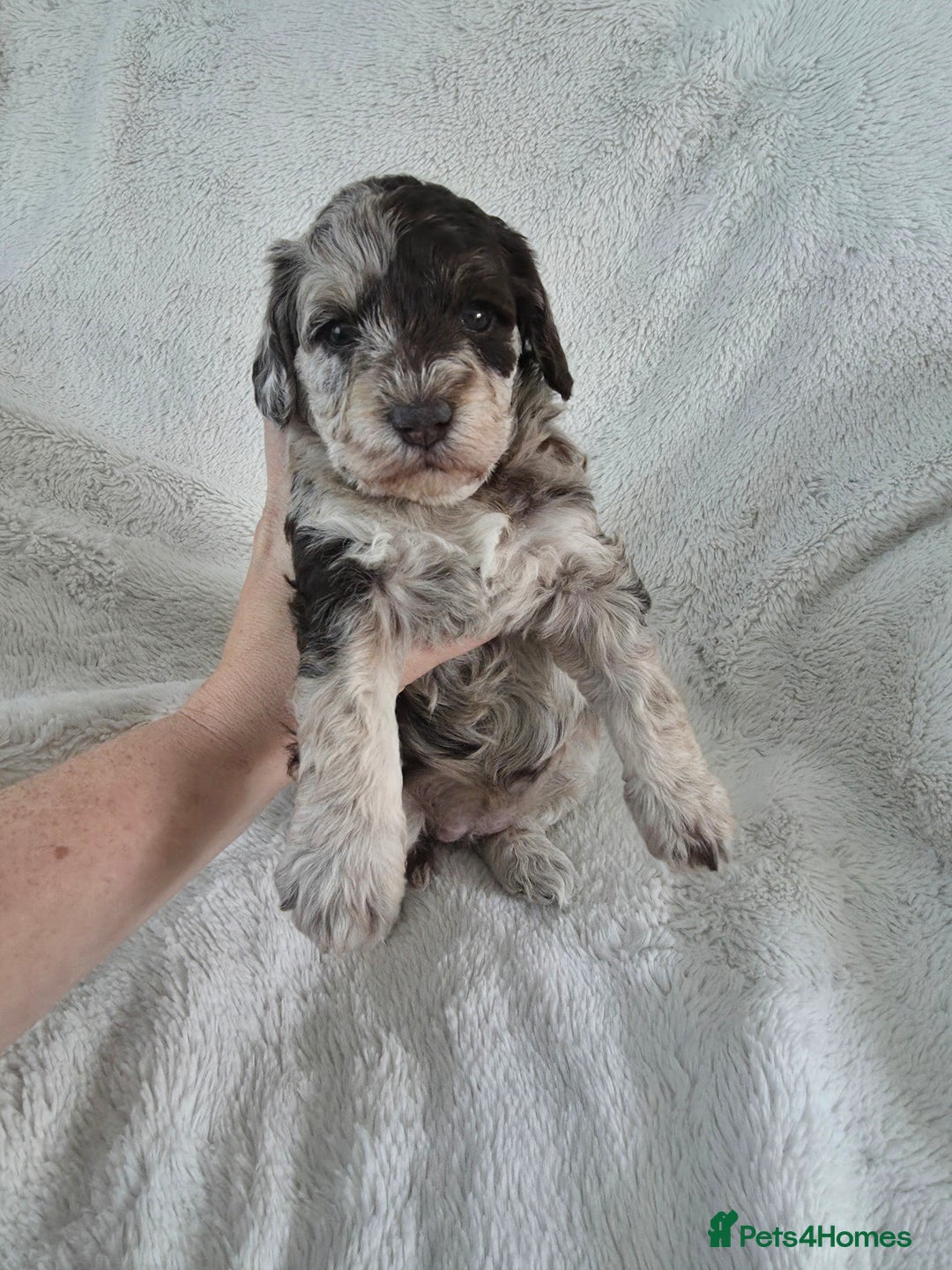 Schnoodle dogs for sale: 3 Stunning F2b Mearle Schnoodle Puppies - Image 10
