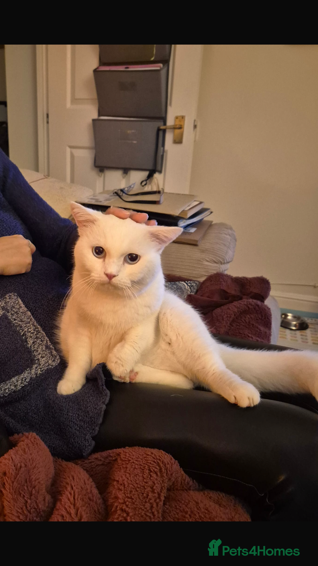 Mixed Breed cats for adoption: LENNON-MIX TURKISH ANGORA LIVELY BOY NEUTERED - Advert 4