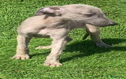 Whippet dogs for sale: Kc whippet pups  - Image 25