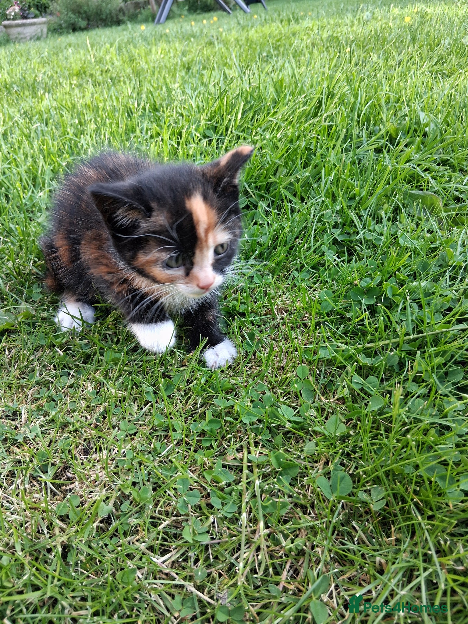 Mixed Breed cats for sale: Lovely kittens various prices  - Advert 3